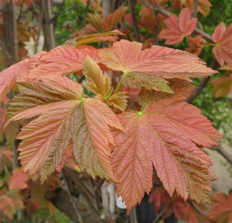 Клен остролистный Кримсон Кинг (Acer platanoides Crimson King) купить ...