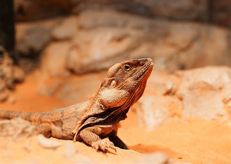 Frilled-neck Lizard - Ten Random Facts