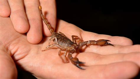 man   smuggle   scorpions  sri lanka bbc news
