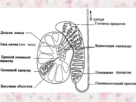 Мужская половая система - презентация онлайн