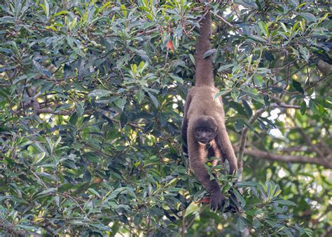 Peruvian Woolly Monkey | Manú Biosphere Reserve, Peru This R… | Flickr