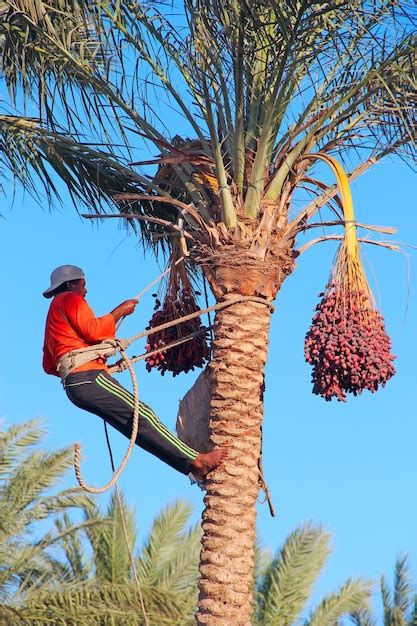 premium photo men  harvesting   palm trees men cut clusters