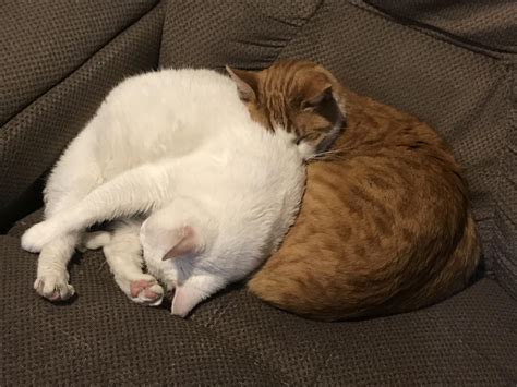 Snuggles : r/aww