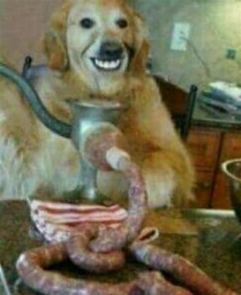Just a happy dog making sosig : r/RADAL