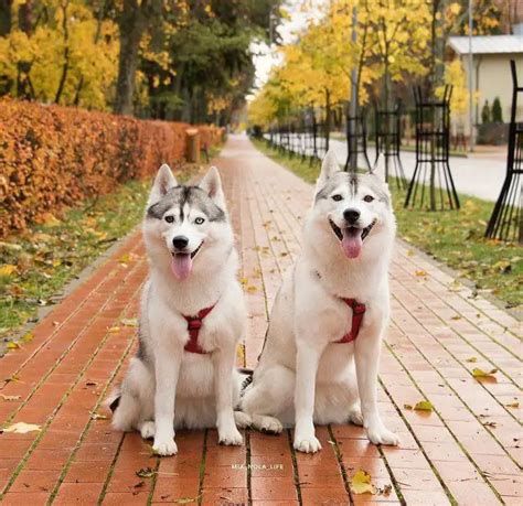 Prednisone for Dogs: Uses, Side Effects, and Considerations ...