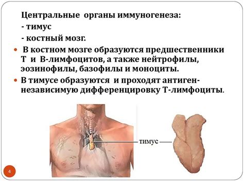 Иммунопатологические процессы - презентация онлайн