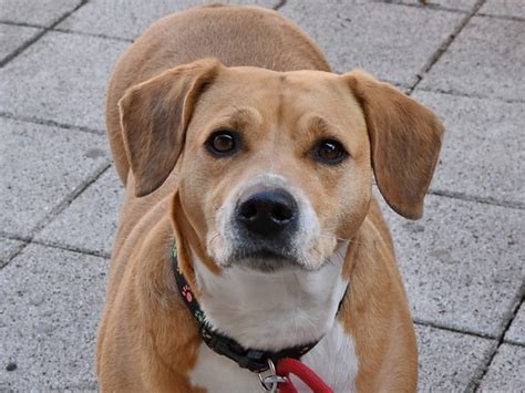 kostenlose bild schone hund portrat reinrassig liebenswert tier