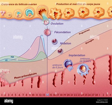 Follicular phase hi-res stock photography and images - Alamy