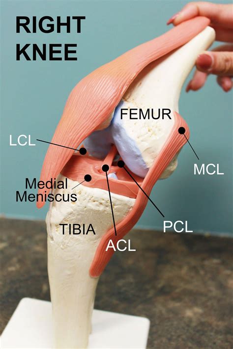 Knee Template - astra.edu.pl