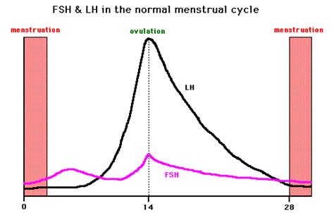 fsh  lh ovulation diagram menstrual cycle ovulation