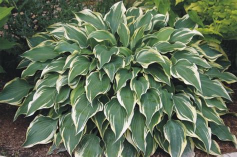Hosta Dark Star