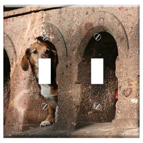 Taxa Dog