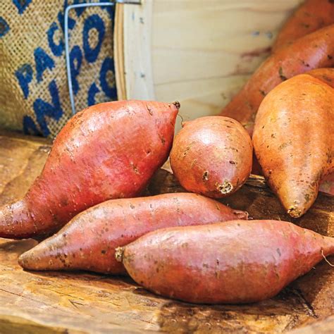 Vardaman Sweet Potato | Gurney's Seed & Nursery Co.