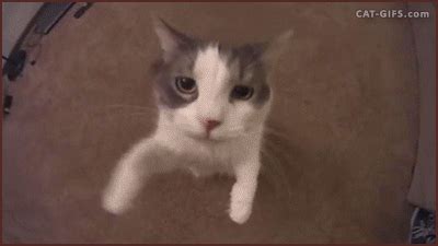 Гифка поцелуй котик кот гиф картинка, скачать анимированный gif на ...