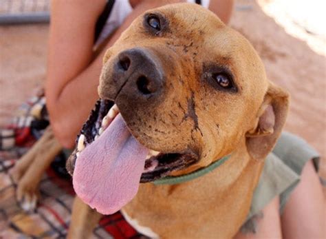 Lucas Vick Dog Babesia | Best Friends Animal Society