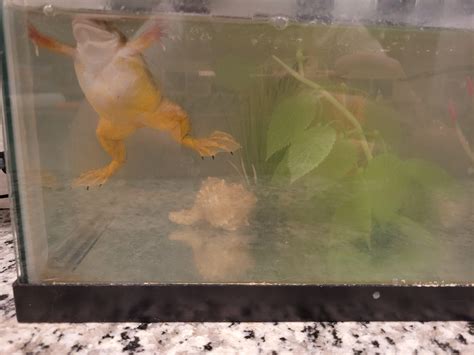 Are these frogs ok? : r/Aquariums