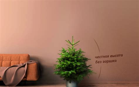 Елка в горшке на Новый год - Eurotree