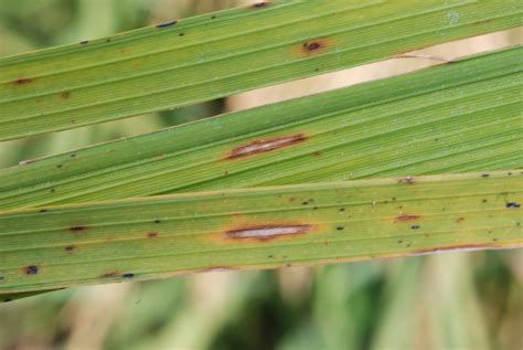 Single Lesions