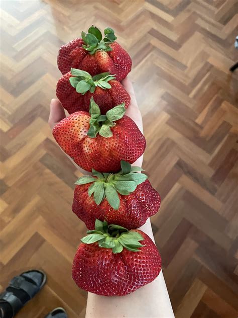 Fasciated strawberries? : r/fasciation
