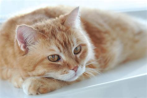 Is Olive Oil Good for Cats with Kidney Disease? Plus the Truth About