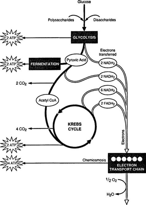 Cellular Respiration