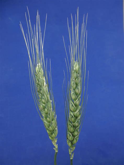 Triticum aestivum (Poaceae) image 48681 at PhytoImages.siu.edu