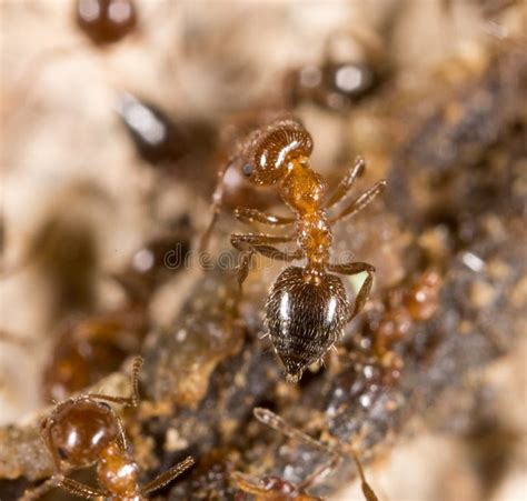 Little Ant in Nature. Macro Stock Image - Image of antennae, wildlife ...
