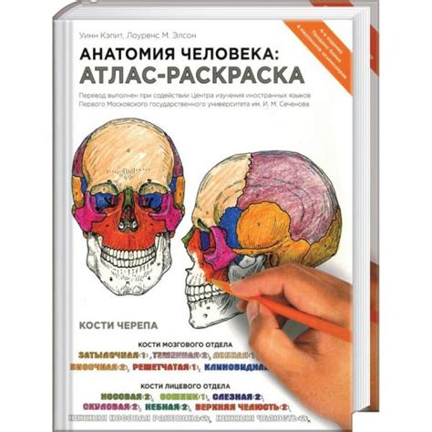 Анатомические Поезда Томас Майерс Книга - catalogcosmetics