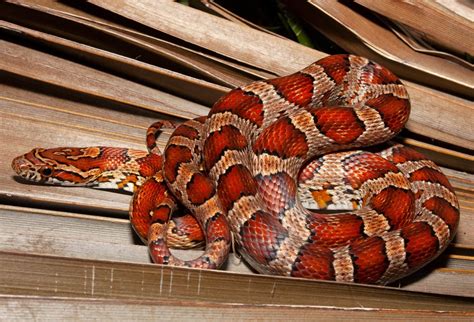 16 Astounding Facts About Corn Snake - Facts.net