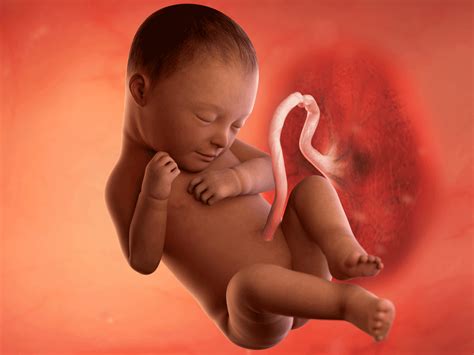 Bebê De 38 Semanas - Pizarra De 38 Semanas De Embarazo