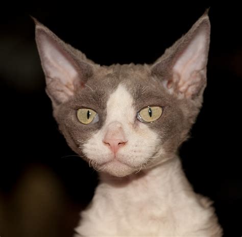 一篇文章搞懂德文卷毛猫！ - 知乎