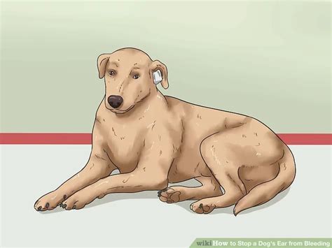 The Canine Cut Conundrum: Stopping Your Dog's Ear Bleeding In 4 Steps