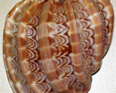 Harpa cabriti - Facts, Diet, Habitat & Pictures on Animalia.bio