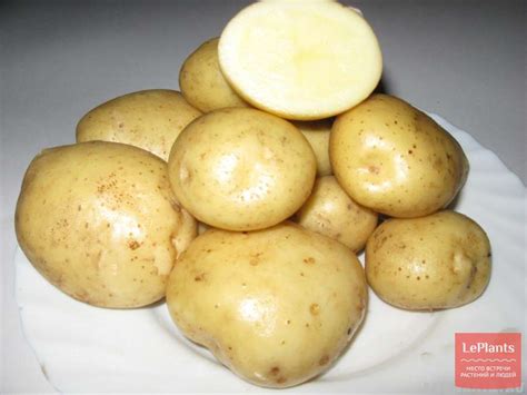 Картофель Фреско: описание и характеристики, особенности посадки и ...