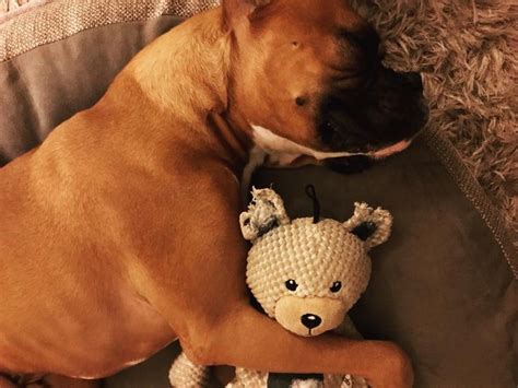 boxer sleeping | Boxer dogs, Boxer breed, Boxer