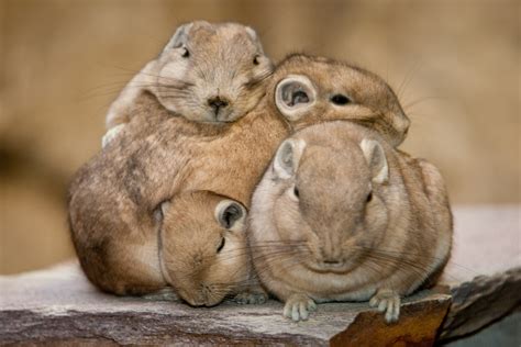 Африканский грызун гунди - Фото - Goodnewsanimal.ru