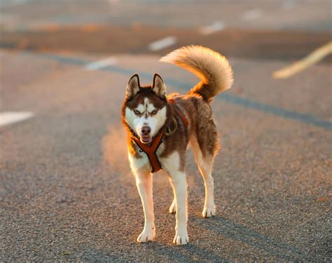 11 Startling Reasons Dogs Sometimes Chase Their Tails - iHeartDogs.com