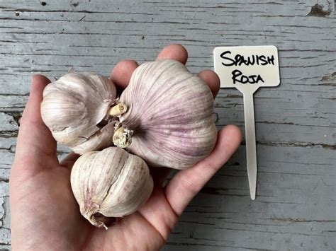 Types of garlic 🌱🧄 Exploring categories of flavorful bulbs