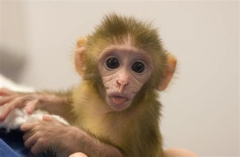 Макака резус | zoo-ekzo.ru - Экзотические животные