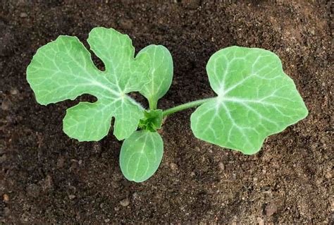 The Klondike Blue Watermelon - Minneopa Orchards