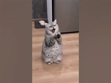 Кот мстит хозяину удивительным образом🤣 Эти выходки довели до истерики😹 ...