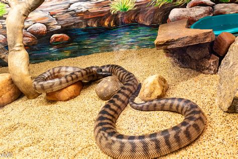 Adult Woma python | The woma python (Aspidites ramsayi), als… | Flickr