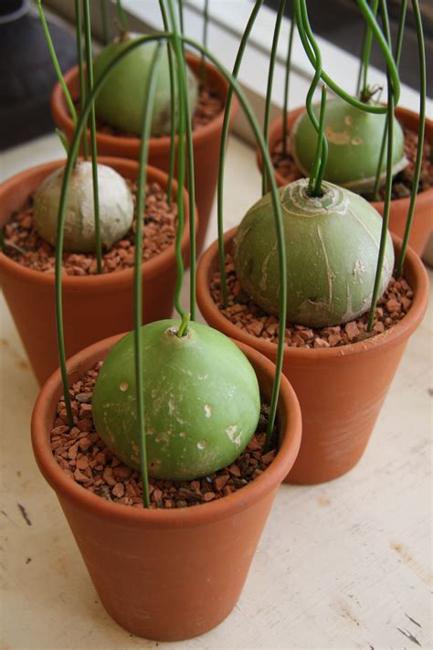 Strange Succulent Plants