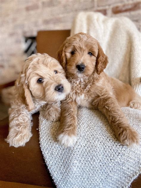 Goldendoodle, Bernedoodle & Poodle Breeders in AZ | Daisy Mountain Doodles