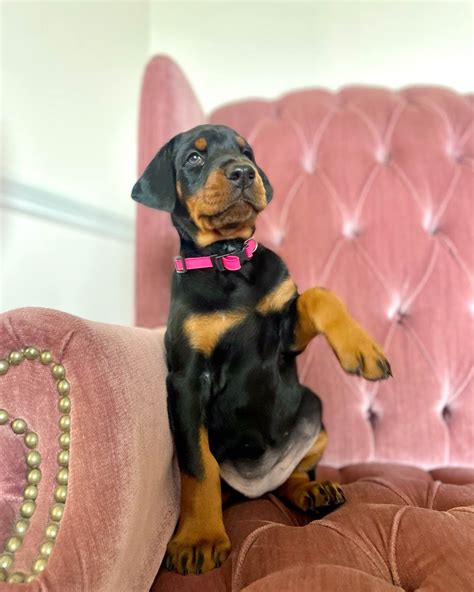 Doberman Pinscher Puppies For Sale In Pennsylvania