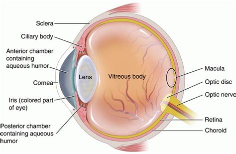 intraocular lenses pharmeda healthcare