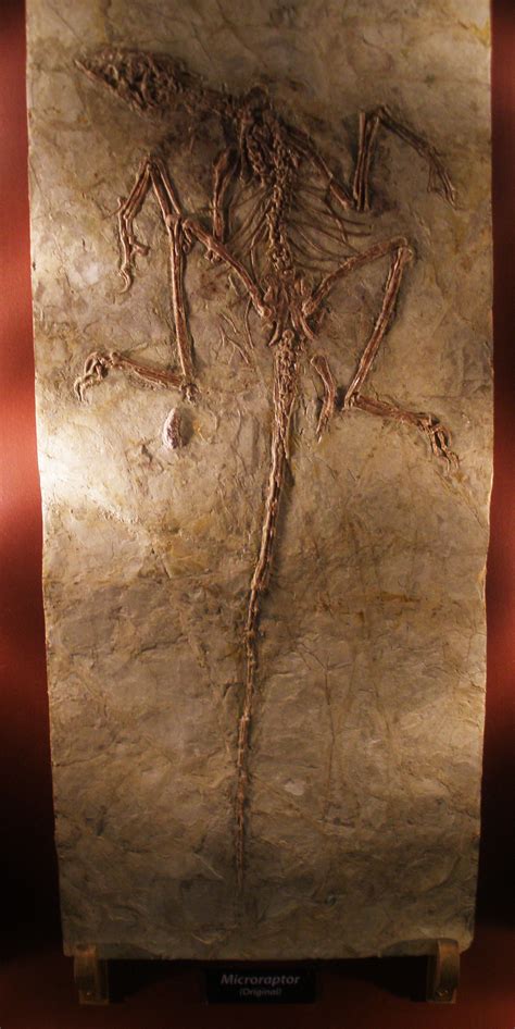 Fossile BPM 1 3-13 de Microraptor zhaoianus. Norell et al. , 2002 The ...