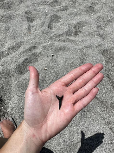 Venice Beach, FL : r/sharks