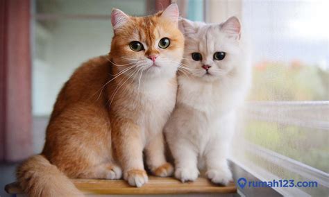 ide nama kucing jawa jantan  betina  unik