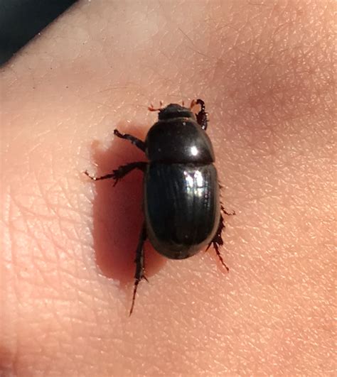 African Black Beetle? Do they make good pets? What care do they require ...